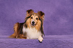 Shetland Sheepdog