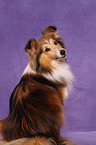 Shetland Sheepdog Portrait