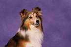 Shetland Sheepdog Portrait