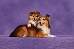 Shetland Sheepdogs