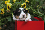 Shetland Sheepdog Puppy