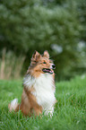 Shetland Sheepdog