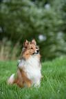 Shetland Sheepdog