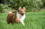 running Shetland Sheepdog