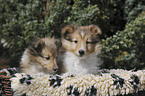 Shetland Sheepdog Puppies