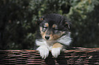 Shetland Sheepdog Puppies