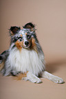 lying Shetland Sheepdog