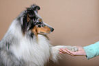 Shetland Sheepdog gives paw