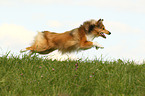 running Shetland Sheepdog