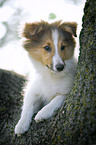 young Sheltie