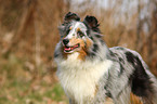 Shetland Sheepdog Portrait