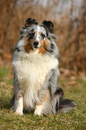 sitting Shetland Sheepdog