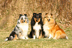 3 Shetland Sheepdogs