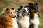 3 Shetland Sheepdogs