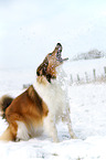 playing Shetland Sheepdog