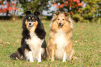 Shetland Sheepdogs