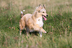 running Shetland Sheepdog