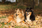 Shetland Sheepdogs