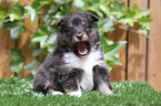 Shetland Sheepdog Puppy