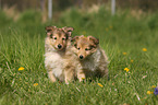 Shetland Sheepdog puppies