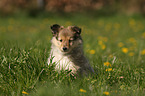 Shetland Sheepdog puppy