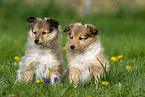 Shetland Sheepdog puppies