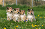 Shetland Sheepdog puppies