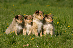 Shetland Sheepdog puppies