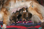 Shetland Sheepdog puppies