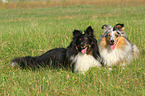 2 Shetland Sheepdogs