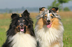 2 Shetland Sheepdogs