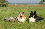 2 Shetland Sheepdogs