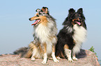 2 Shetland Sheepdogs