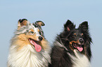 2 Shetland Sheepdogs