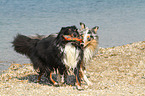 2 playing Shetland Sheepdogs