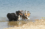 2 playing Shetland Sheepdogs