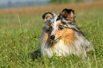 lying Shetland Sheepdog