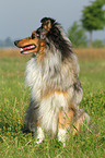 sitting Shetland Sheepdog