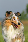 Shetland Sheepdog Portrait