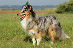 standing Shetland Sheepdog