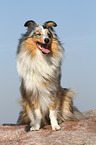 sitting Shetland Sheepdog