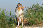 sitting Shetland Sheepdog