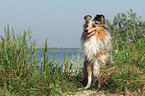 sitting Shetland Sheepdog