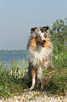 sitting Shetland Sheepdog