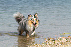 bathing Shetland Sheepdog