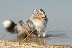 playing Shetland Sheepdog