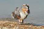 running Shetland Sheepdog