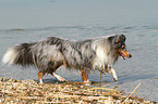 walking Shetland Sheepdog