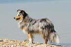 standing Shetland Sheepdog