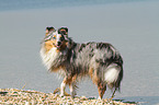 walking Shetland Sheepdog